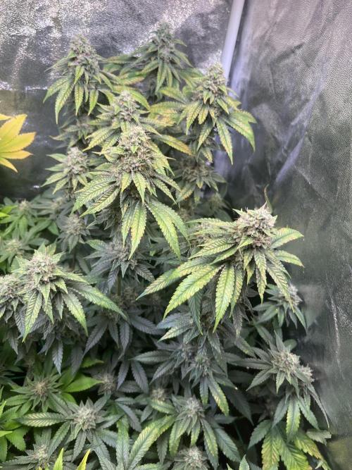 White Truffle. Week 14