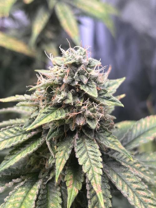 White Truffle. Week 14