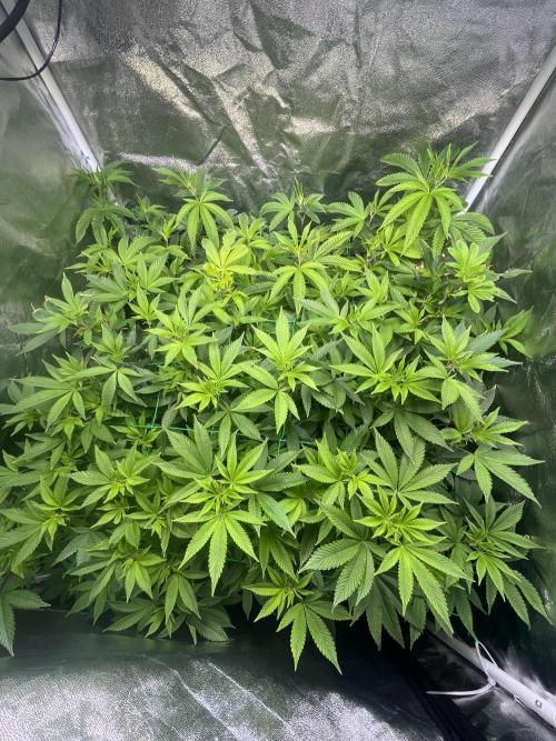 White Truffle + Frozen Cherry Runtz. Week 9