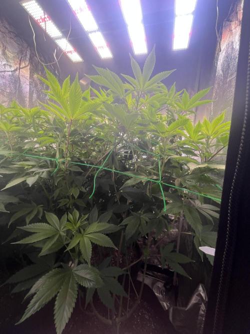 White Truffle + Frozen Cherry Runtz. Week 9