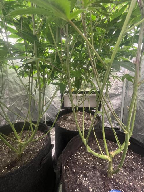 White Truffle + Frozen Cherry Runtz. Week 9
