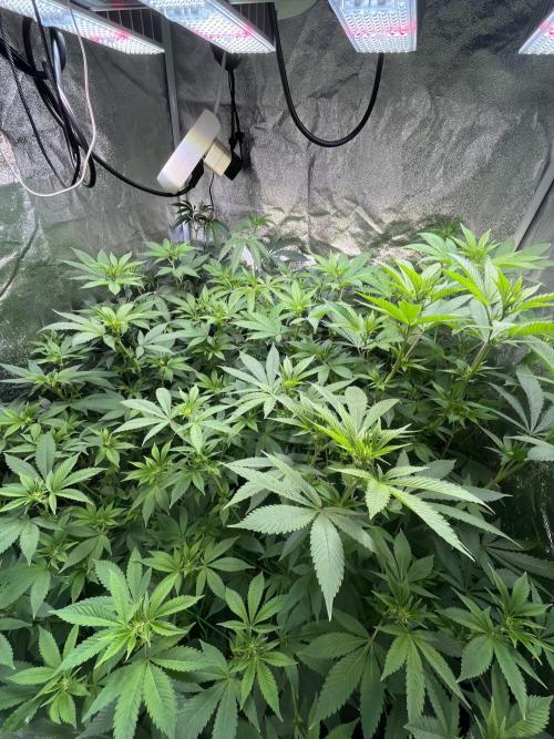 White Truffle + Frozen Cherry Runtz. Week 10