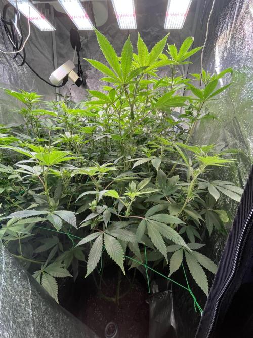 White Truffle + Frozen Cherry Runtz. Week 10