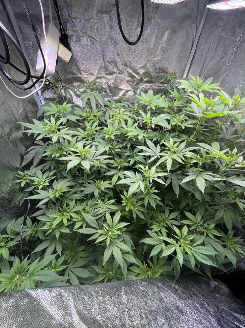 White Truffle + Frozen Cherry Runtz. Week 10