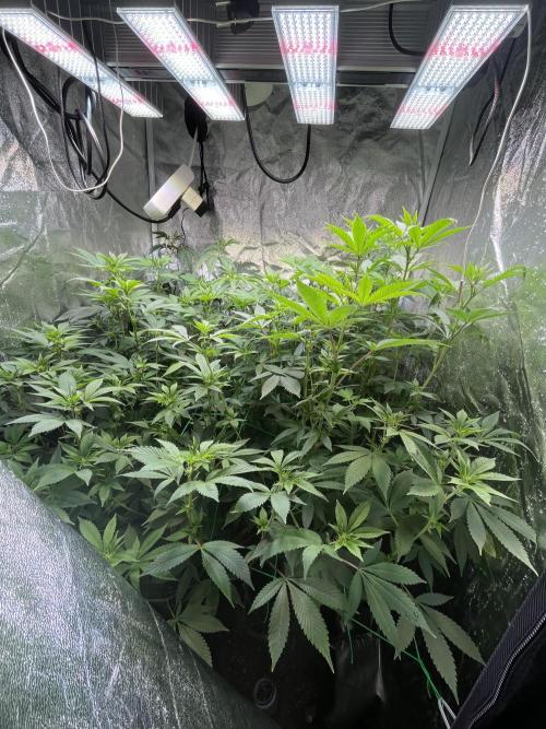 White Truffle + Frozen Cherry Runtz. Week 10