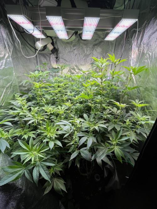 White Truffle + Frozen Cherry Runtz. Week 11