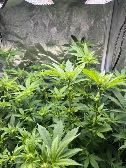 White Truffle + Frozen Cherry Runtz. Week 11