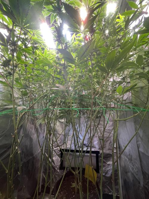White Truffle + Frozen Cherry Runtz. Week 12