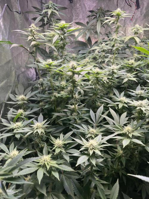 White Truffle + Frozen Cherry Runtz. Week 12