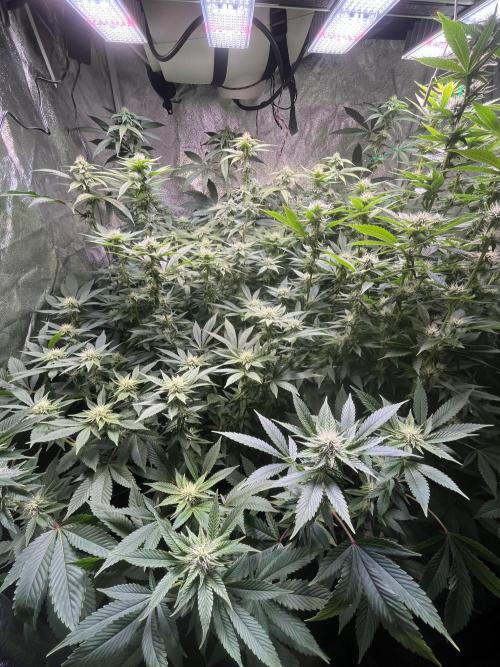 White Truffle + Frozen Cherry Runtz. Week 12