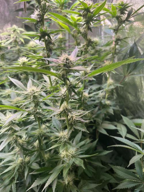 White Truffle + Frozen Cherry Runtz. Week 12