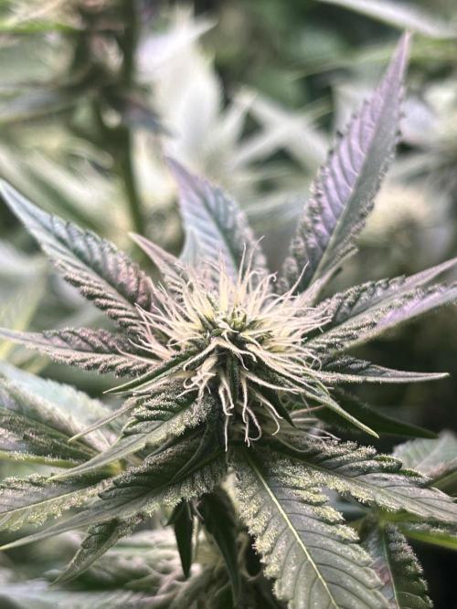 White Truffle + Frozen Cherry Runtz. Week 12