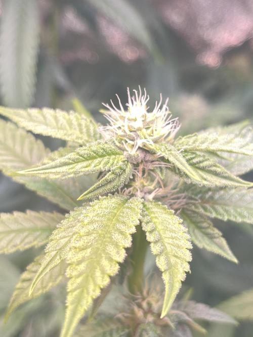 White Truffle + Frozen Cherry Runtz. Week 12