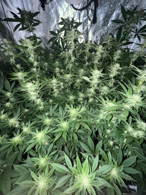 White Truffle + Frozen Cherry Runtz. Week 12
