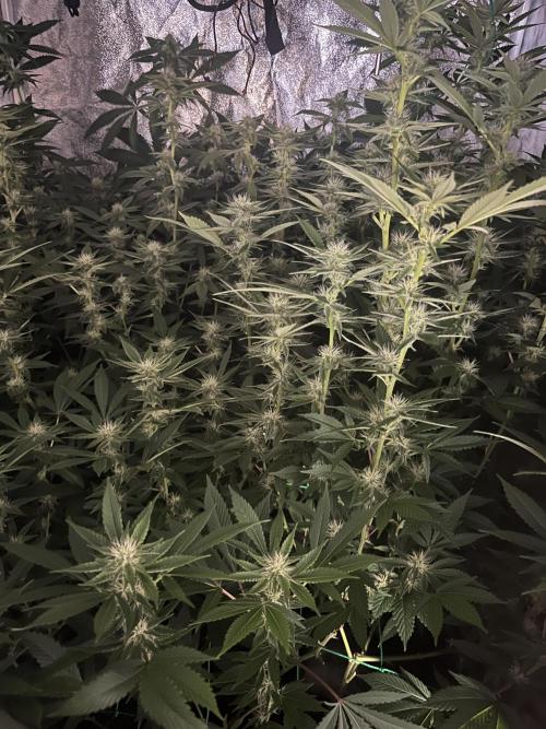 White Truffle + Frozen Cherry Runtz. Week 12
