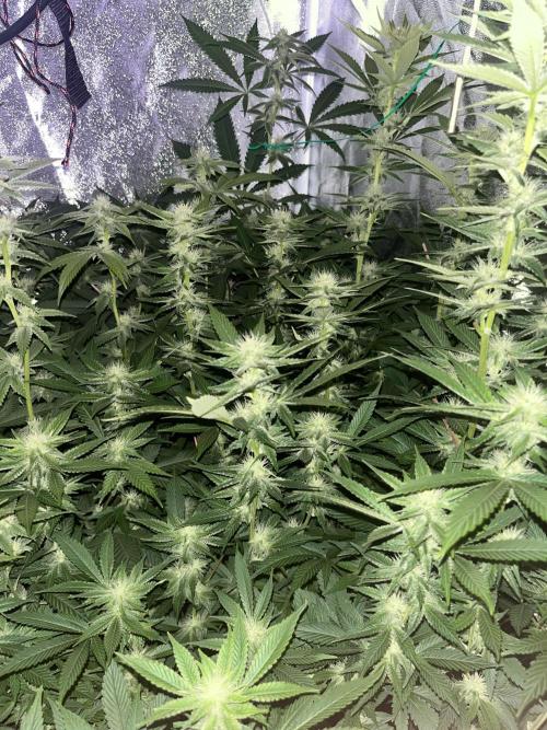White Truffle + Frozen Cherry Runtz. Week 12