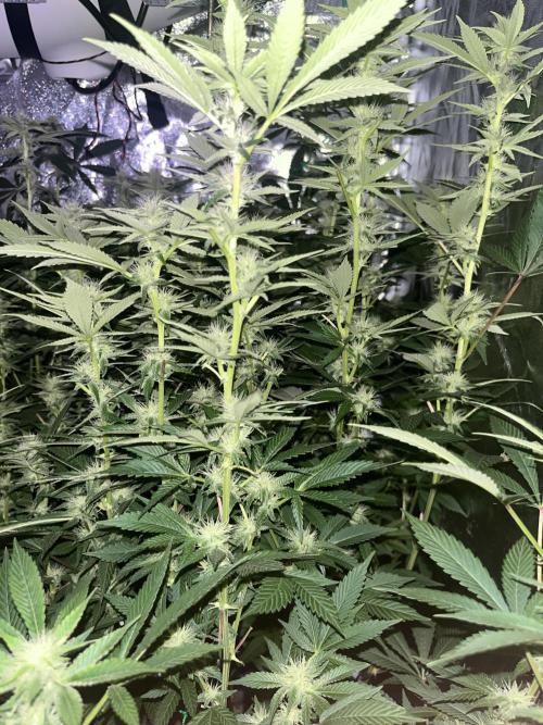 White Truffle + Frozen Cherry Runtz. Week 12