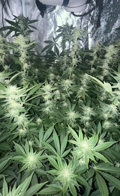 White Truffle + Frozen Cherry Runtz. Week 13