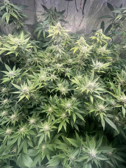White Truffle + Frozen Cherry Runtz. Week 13
