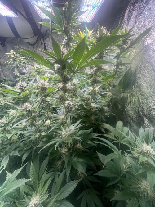 White Truffle + Frozen Cherry Runtz. Week 13
