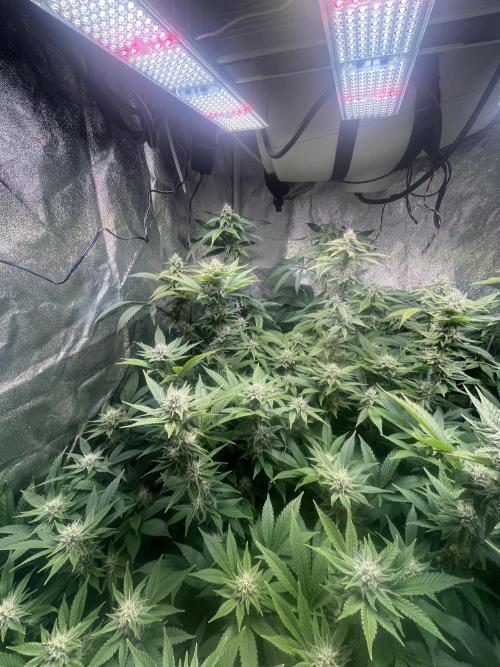 White Truffle + Frozen Cherry Runtz. Week 13