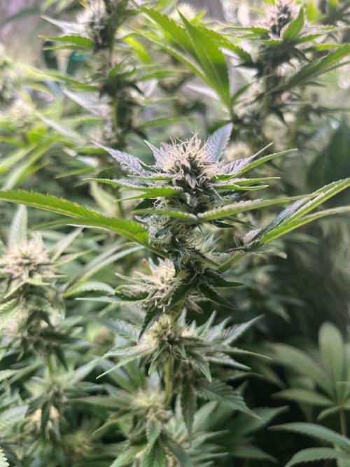 White Truffle + Frozen Cherry Runtz. Week 13