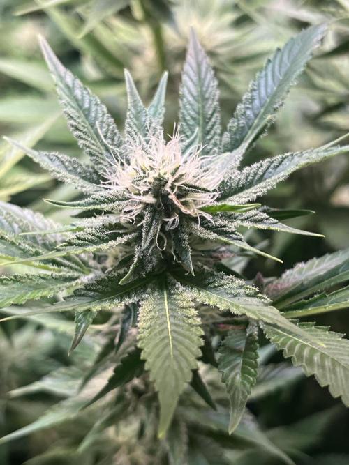 White Truffle + Frozen Cherry Runtz. Week 13