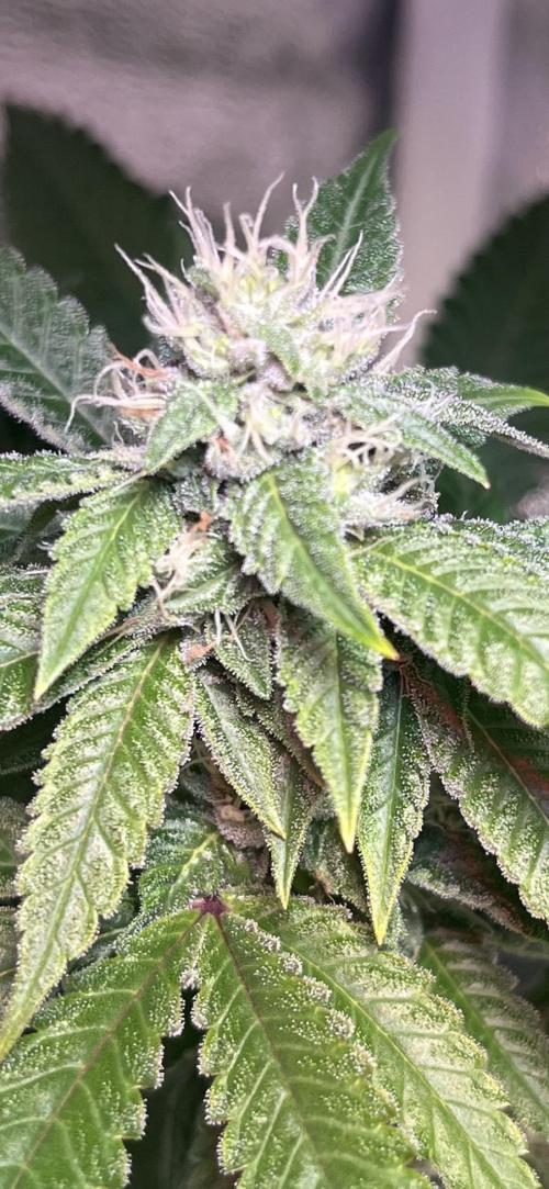 White Truffle + Frozen Cherry Runtz. Week 13