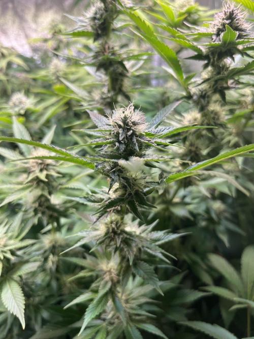 White Truffle + Frozen Cherry Runtz. Week 14
