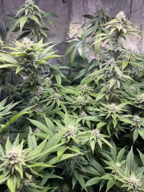 White Truffle + Frozen Cherry Runtz. Week 14