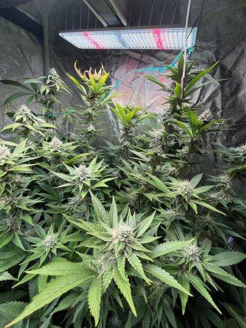White Truffle + Frozen Cherry Runtz. Week 14