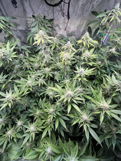 White Truffle + Frozen Cherry Runtz. Week 14