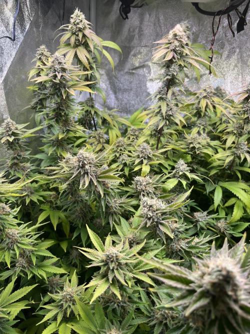 White Truffle + Frozen Cherry Runtz. Week 16