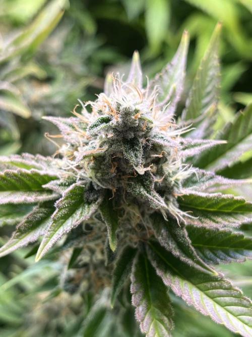 White Truffle + Frozen Cherry Runtz. Week 16