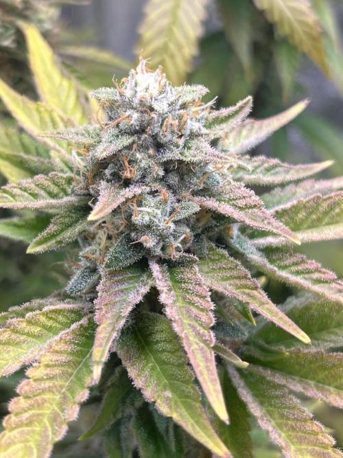 White Truffle + Frozen Cherry Runtz. Week 16