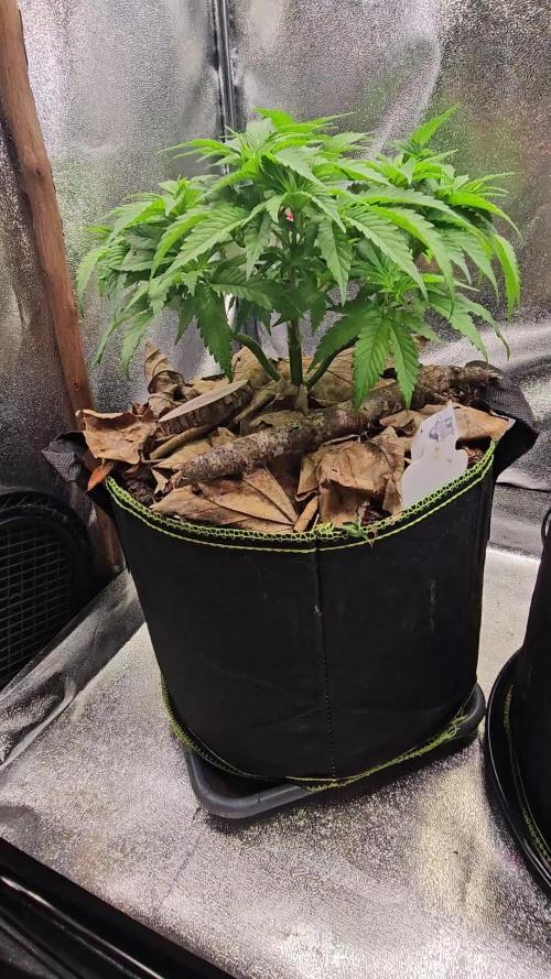 Northern Light Blue - Winter Basement Grow