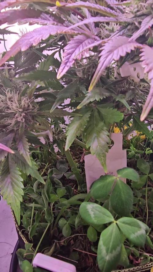 Lemon Cherry Gelato Auto R3 #1 / Winter Basement Grow