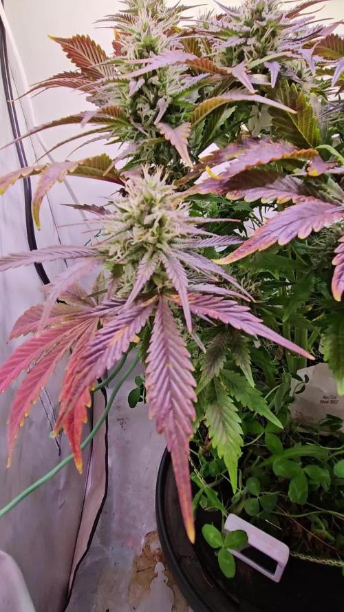 Lemon Cherry Gelato Auto R3 #1 / Winter Basement Grow