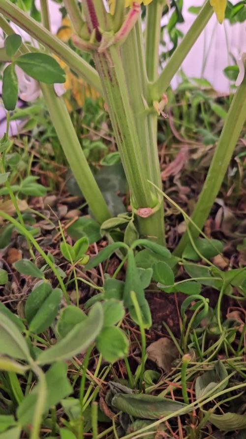 Lemon Cherry Gelato Auto R3 #1 / Winter Basement Grow
