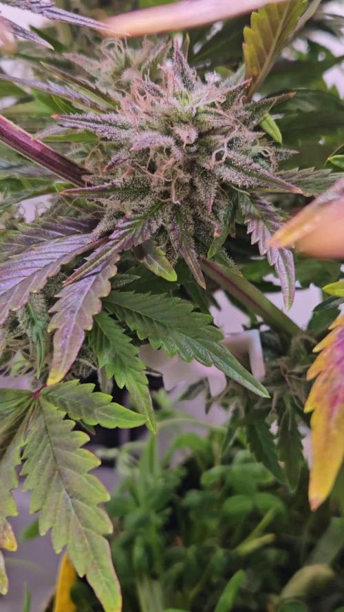 Lemon Cherry Gelato Auto R3 #1 / Winter Basement Grow