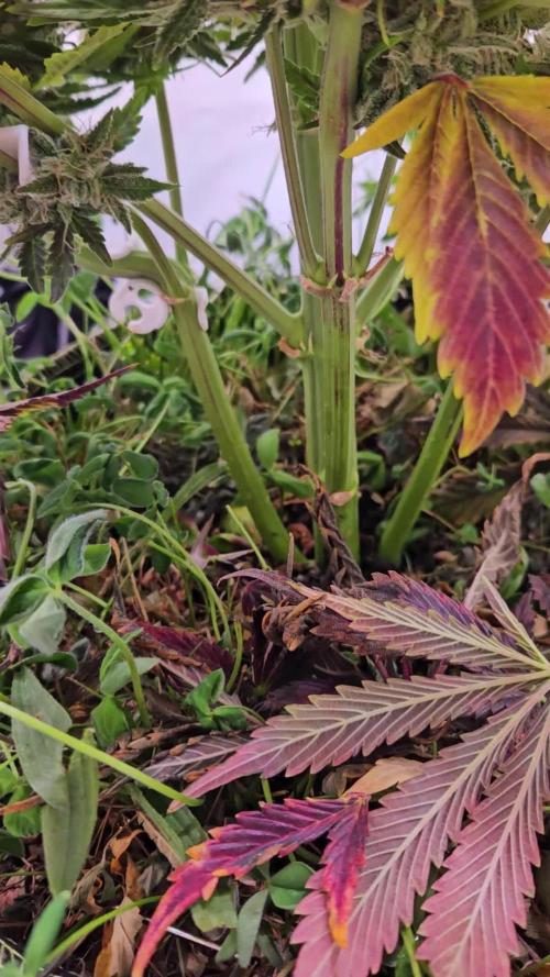 Lemon Cherry Gelato Auto R3 #1 / Winter Basement Grow