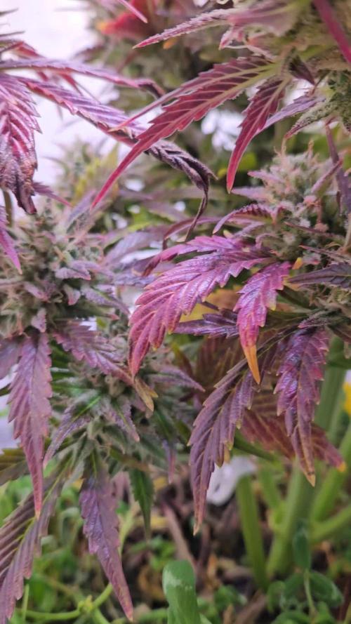 Lemon Cherry Gelato Auto R3 #1 18/6