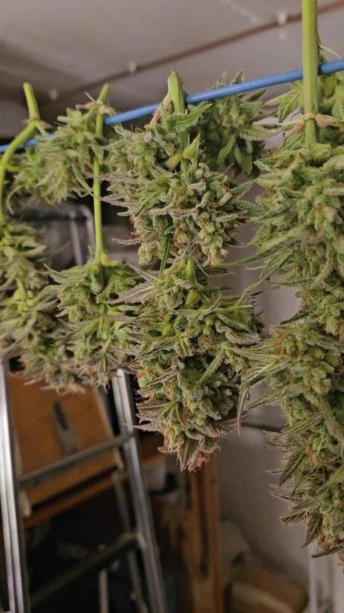 Lemon Cherry Gelato Auto R3 #2 / Winter Basementgrow 12/12