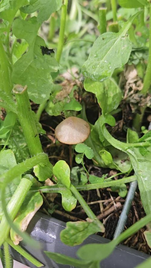 Lemon Cherry Gelato Auto Outdoors