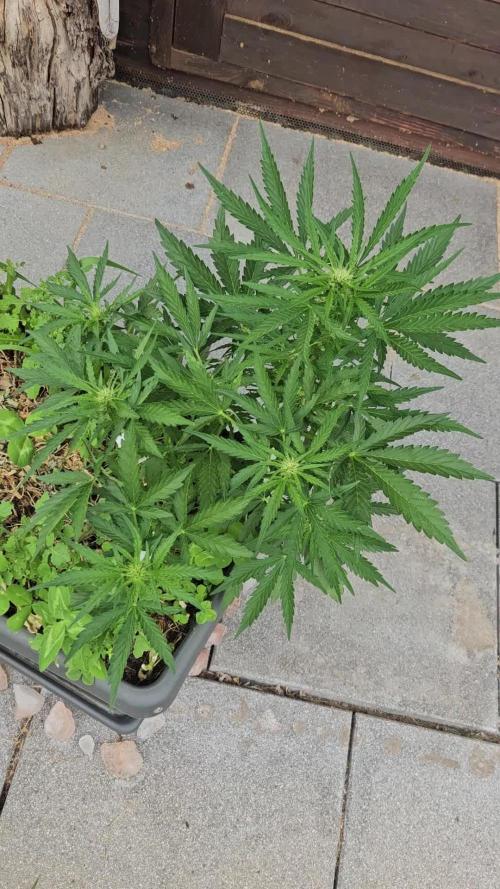 OG Sour Runtz Auto Outdoor