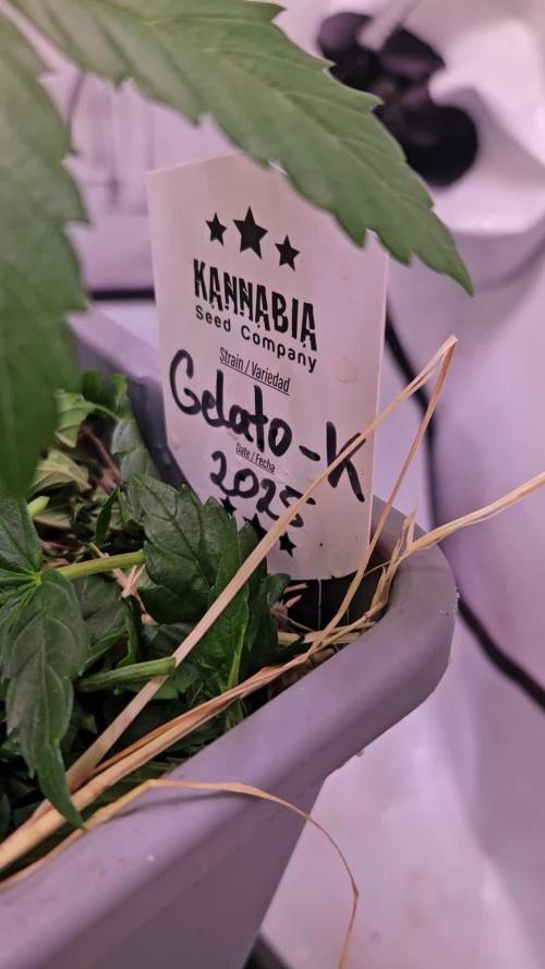 Gelato-K