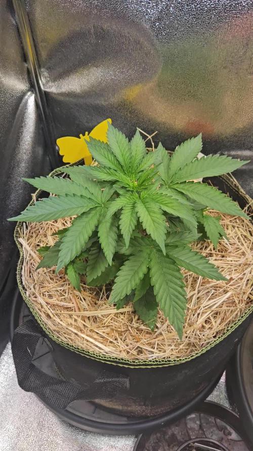 Lemon Orange Organic Farms Exclusive