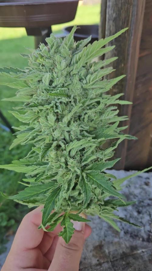 Lemon Cherry Gelato Auto Outdoors