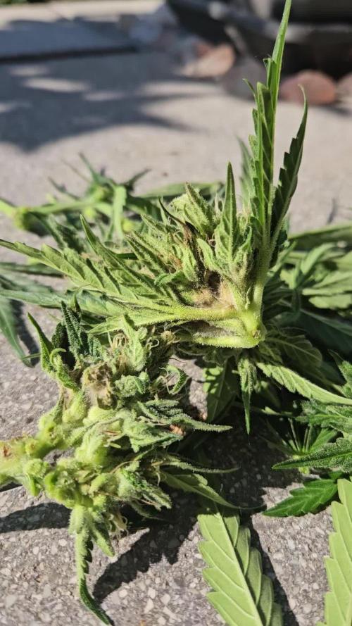 OG Sour Runtz Auto Outdoor