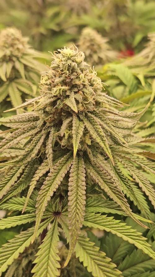 Sugar Cane - In House Genetics